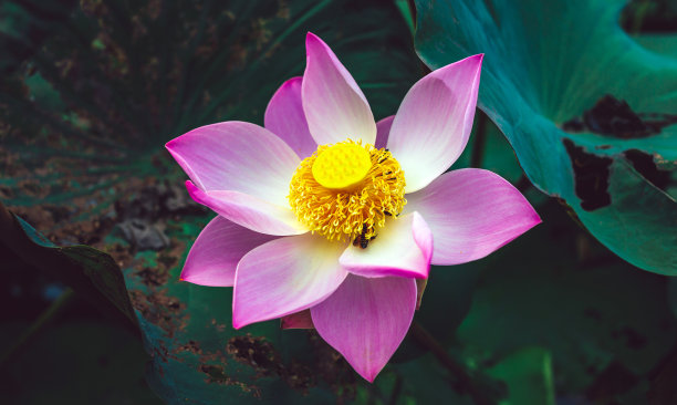 一朵盛开的美丽的粉红色莲花的特写和一朵莲花上的蜂花粉图片下载