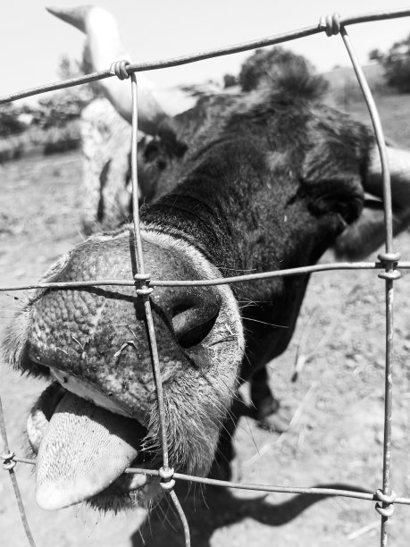 奶牛伸出舌头穿过农场的铁丝栅栏图片下载