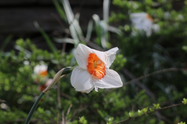 水仙花和野生水仙花。图片下载