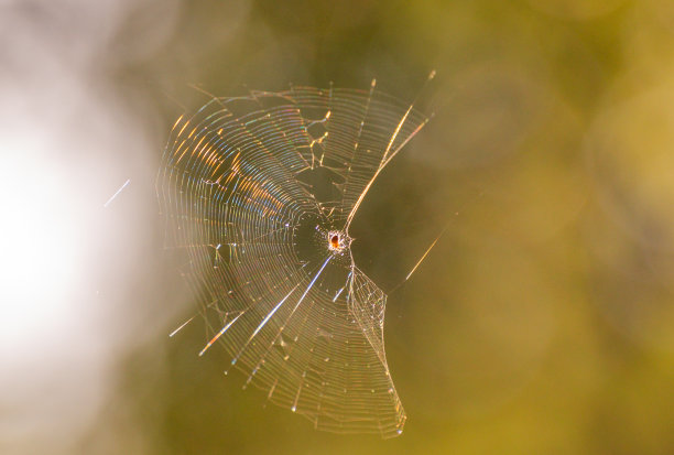 阳光下脆弱的蜘蛛网图片下载