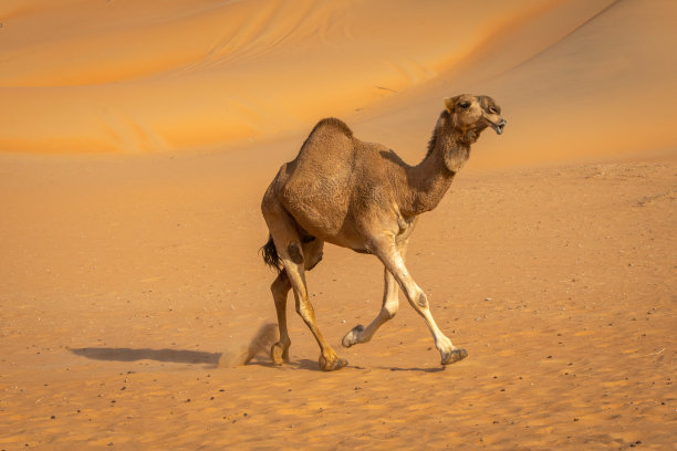 沙漠中的骆驼图片下载