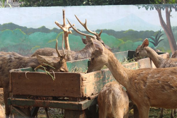 一只鹿图片下载