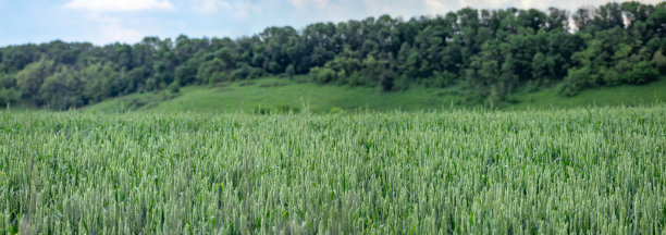 绿色春麦田全景景观图片下载