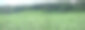 绿色春麦田全景景观图片下载