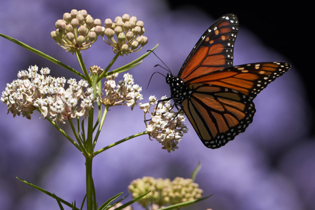 帝王蝶采食马利筋图片下载