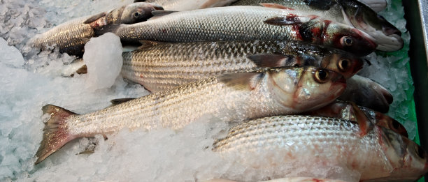 罗非鱼图片下载