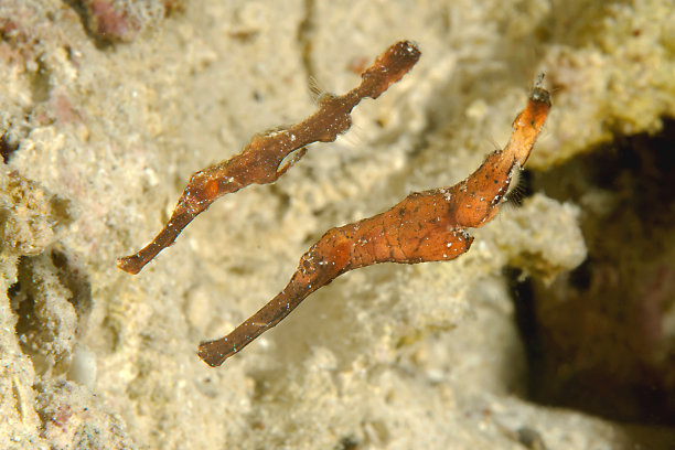 两条健壮的鬼烟斗鱼图片下载