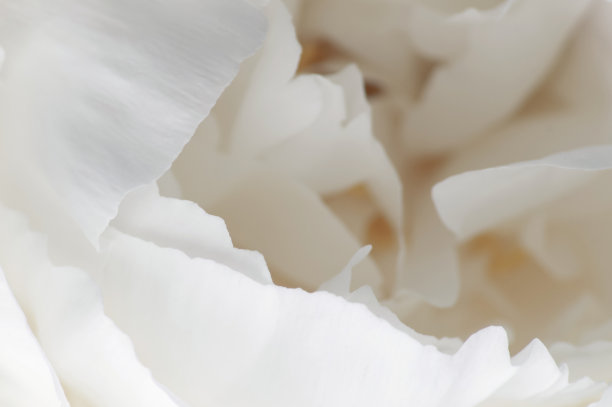 白色牡丹花瓣的背景图片下载