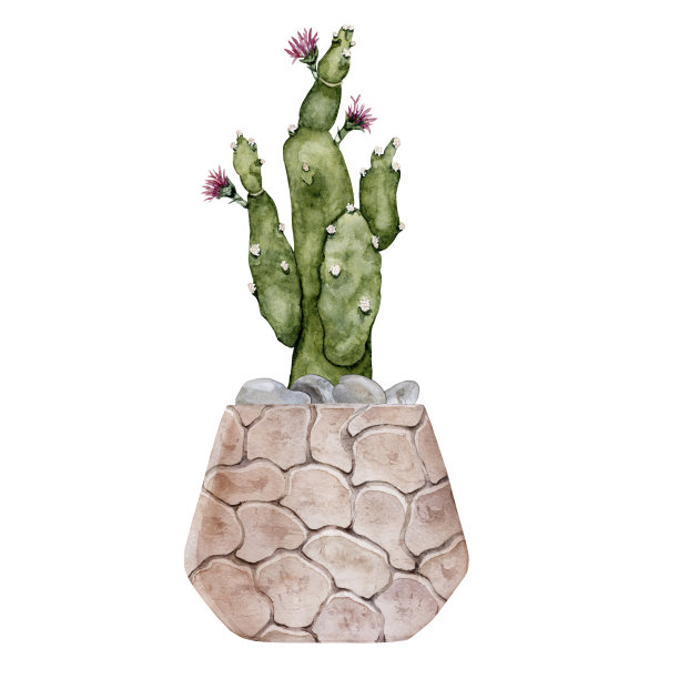 粉色陶罐里的仙人掌。开花的多刺梨。家工厂。水彩插图。高质量的图片下载