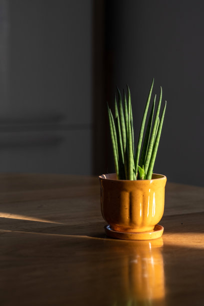 在阳光的照耀下，桌子上有一个橙色的花盆和一朵绿色的花。图片下载