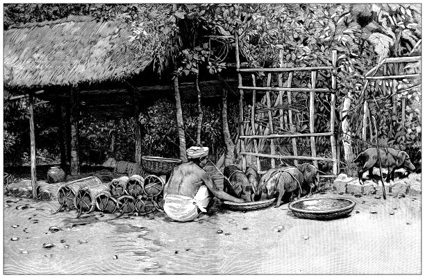 古画:安南(法属保护国)Cam-Lo的农民和牲畜图片下载