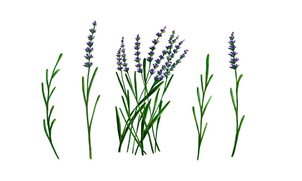 收集薰衣草枝隔离在白色，手绘标记插图水彩技术图片下载