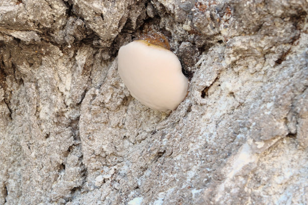 室外树干上的真菌。真菌病。特写镜头图片下载