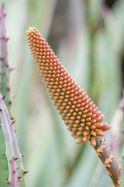 芦荟花茎上的花蕾，背景是模糊的绿色图片下载