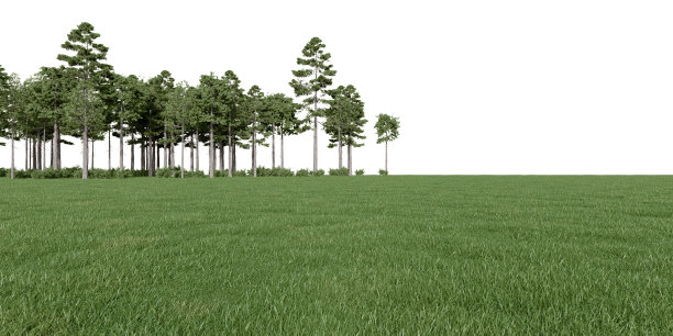 逼真的草地和森林树木线。图片下载