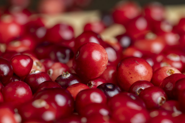 在沼泽中收获的红熟蔓越莓图片下载