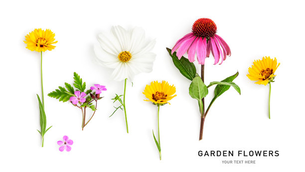 美丽多彩的夏季花创意布局孤立的白色图片下载