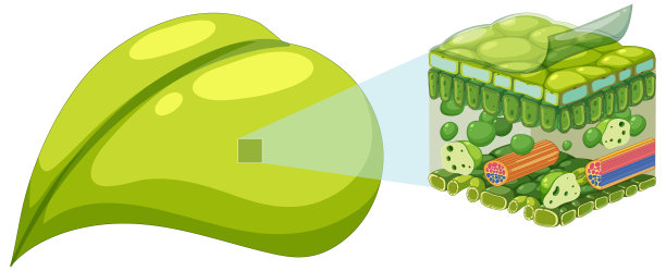 叶图的内部结构图片下载