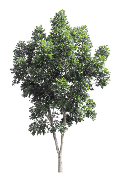 绿色的树被孤立在白色的背景上。剪切路径图片下载