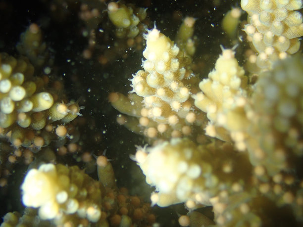 鹿角珊瑚(Acropora sp.)准备在夜间产卵，黄色的珠子是珊瑚的卵图片下载