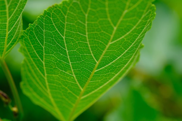 桑叶特写。适用于壁纸或背景。图片下载