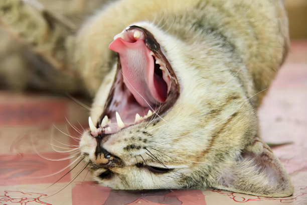一张埃及猫在粉白色图案的表面上打哈欠的照片。图片下载