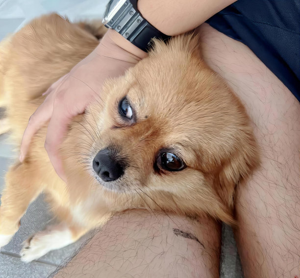 一张北京哈巴狗躺在地上的照片，有人抱着它。图片下载