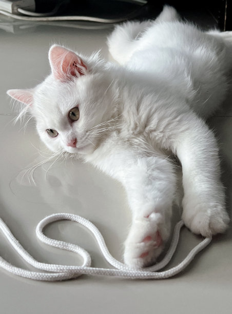 一张照片上有一只白猫躺在一张用白色绳子绑着的桌子上，有一只白猫躺在一张用白色绳子绑着的桌子上图片下载