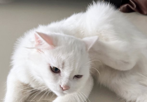 一张白猫躺在床上，爪子放在枕头上的照片，还有一只白猫躺在地板上图片下载