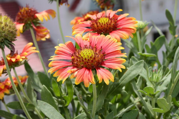 优雅的百日草(Zinnia elegans)，红黄色的花朵(图片来源:Sanjiv Shukla)图片下载