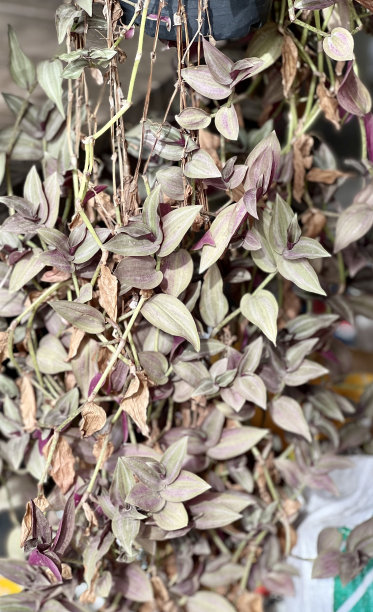 一束植物挂在天花板上的照片，有一束植物挂在架子上图片下载