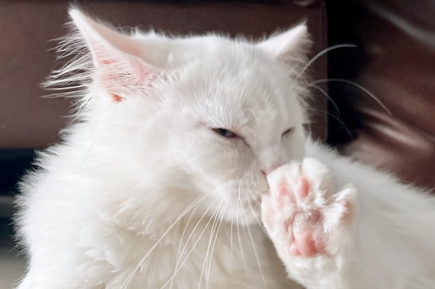 一张白猫坐在沙发上，爪子在空中的照片，还有一只白猫坐在地板上图片下载