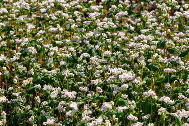 白花荞麦。Fagopyrum esculentum图片下载