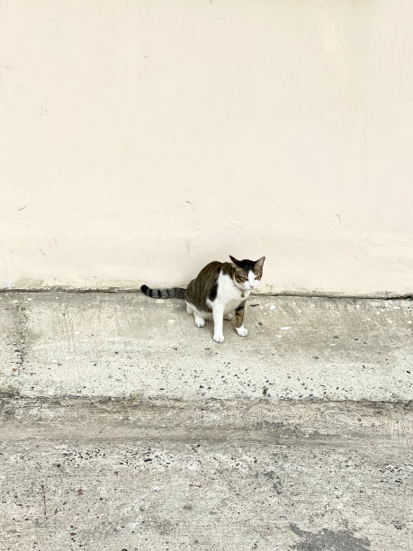 一张埃及猫坐在建筑物的路边的照片。图片下载