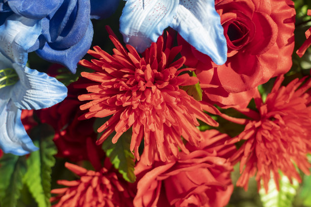 红色的花。颜色的纹理。美丽的植物背景。图片下载