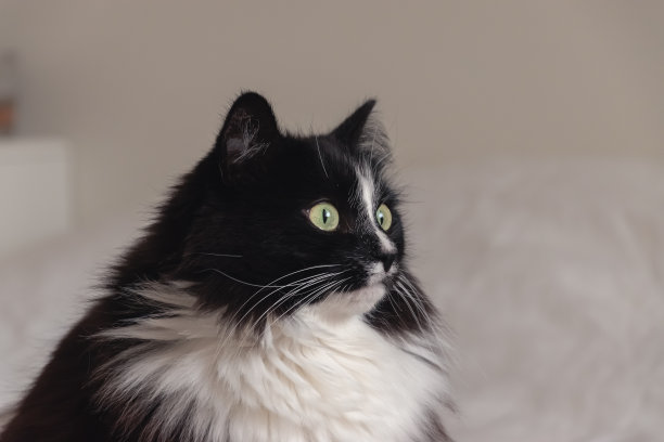 黑色和白色的猫，绿色的眼睛看着远处图片下载