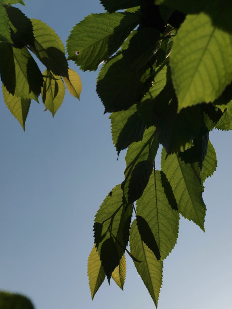 叶模式图片下载