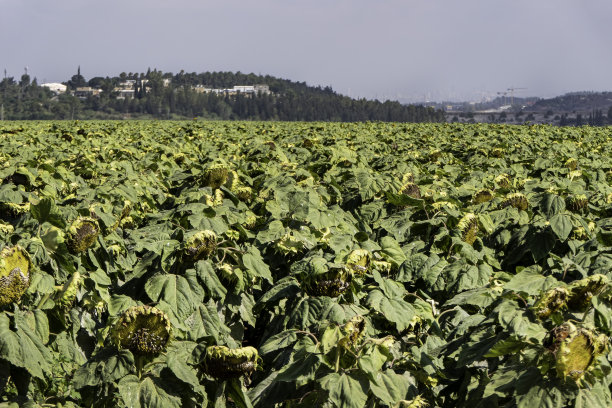成熟的向日葵农田，特写镜头显示大型白色葵花籽图片下载
