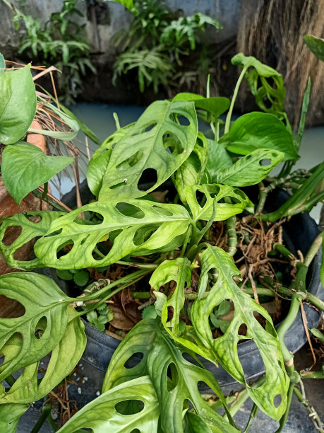 斜叶蔓绿绒植物特写图片下载