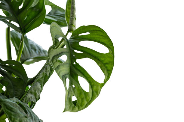 华丽的室内植物怪物的叶子在白色的背景上被隔离。图片下载