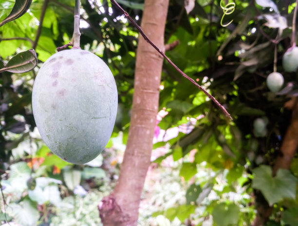 大芒果特写，芒果悬挂特写，芒果田，芒果农场，农业概念，农业产业概念。图片下载