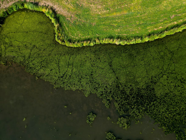 属自由漂浮的水生植物，在池塘表面覆盖着一层绿色。岸边的石头可以用无人机参观，湖面上的低空飞行可以拍摄，高角度图片下载