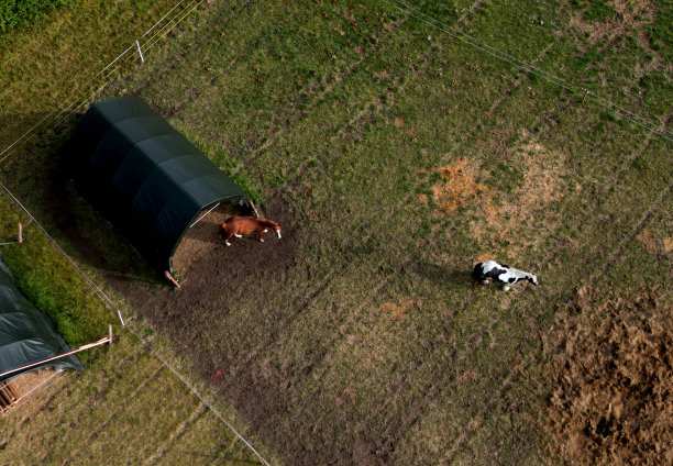 用干草喂马。冬天吃草。干草在网里。草坪已经被放牧过了。在畜栏里的白马。稳定。帐篷:一种隧道形状的马厩，下雨或天冷时马躲在那里图片下载