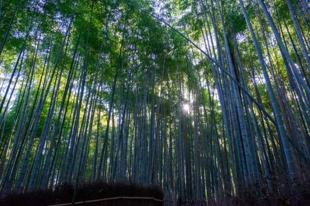 在一排排的竹林中，阳光从中间照射进来。图片下载
