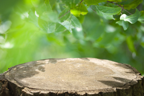 模糊的森林树桩背景图片下载