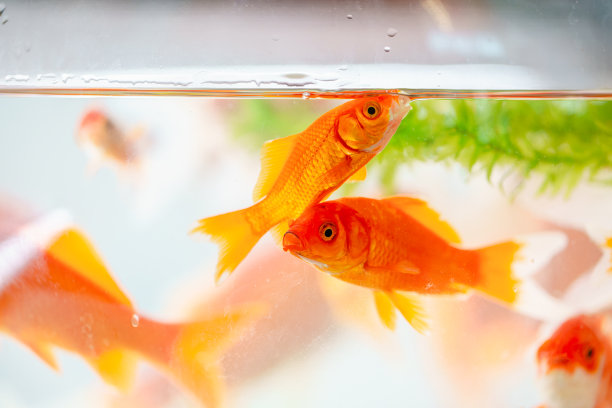 金鱼水族馆图片下载