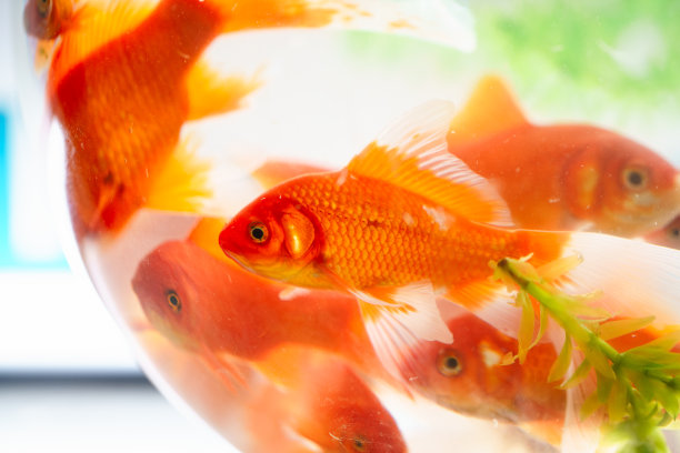金鱼水族馆图片下载
