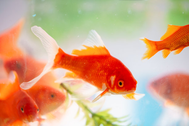 金鱼水族馆图片下载