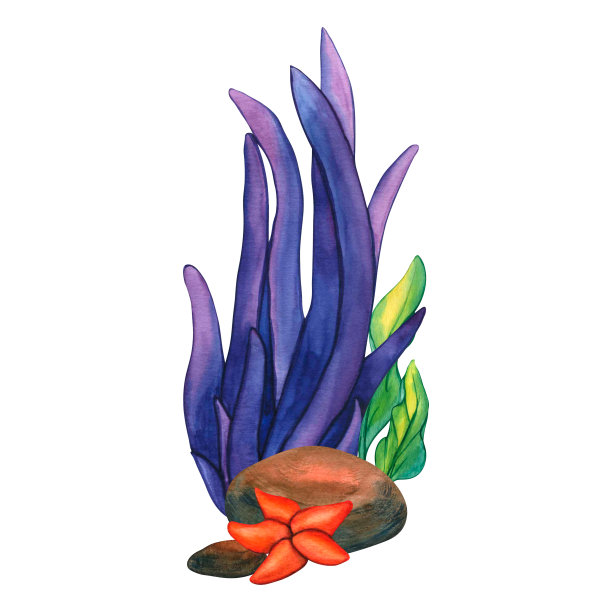 水彩画石头，海星和紫色海藻。插图水下的草和岩石的集合，自然景观插图元素，孤立的白色背景上的儿童印刷图片下载