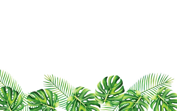 水彩框架与现实的热带怪物和棕榈孤立在白色背景插图。美丽的植物手绘花卉元素。适合设计师，水疗装饰，明信片，婚礼，问候，壁纸，包装纸，剪贴簿图片下载